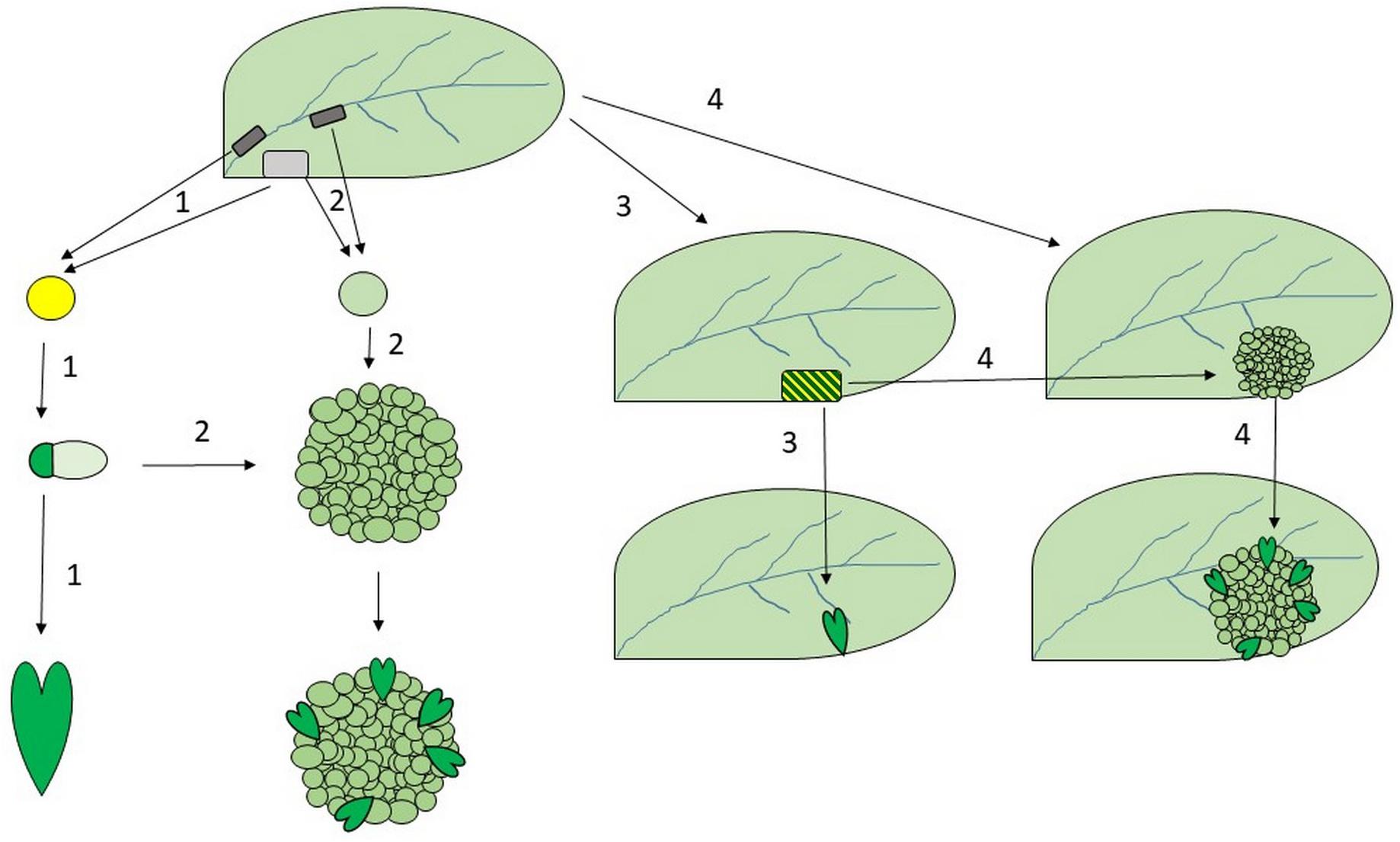 Frontiers | Dedifferentiation, Somatic Embryogenesis: These Terms Mean the Era of Molecular Plant Biology?