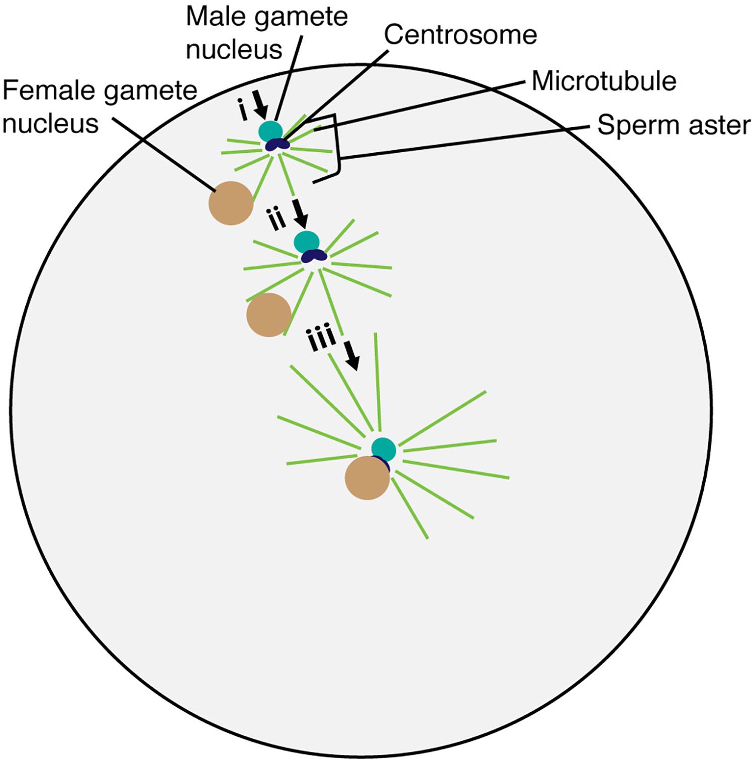 Frontiers | Gamete Nuclear Migration in Animals and Plants