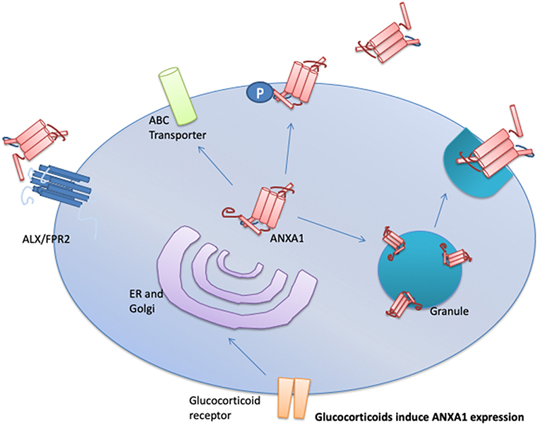 Frontiers | annexin-a1: therapeutic potential in microvascular disease