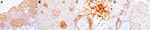 www.frontiersin.org