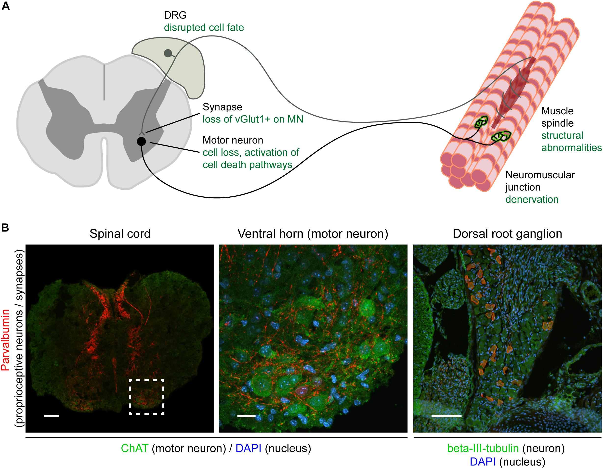 sensory and motor pathways