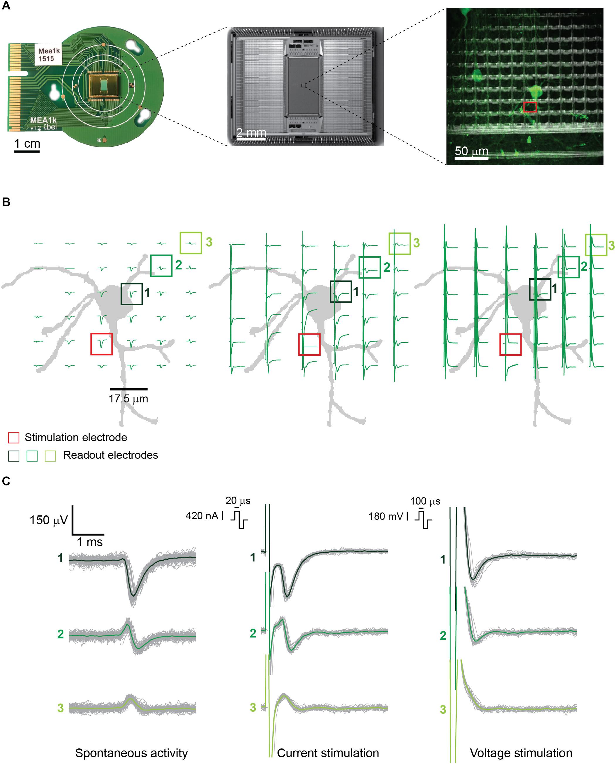 Waveforms Used In Electrical Stimulation Therapy