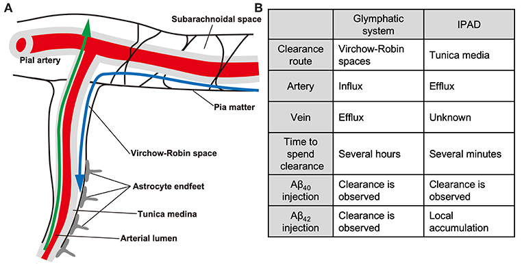 Frontiers Development Of A Multicomponent Intervention To Prevent Alzheimer S Disease Neurology