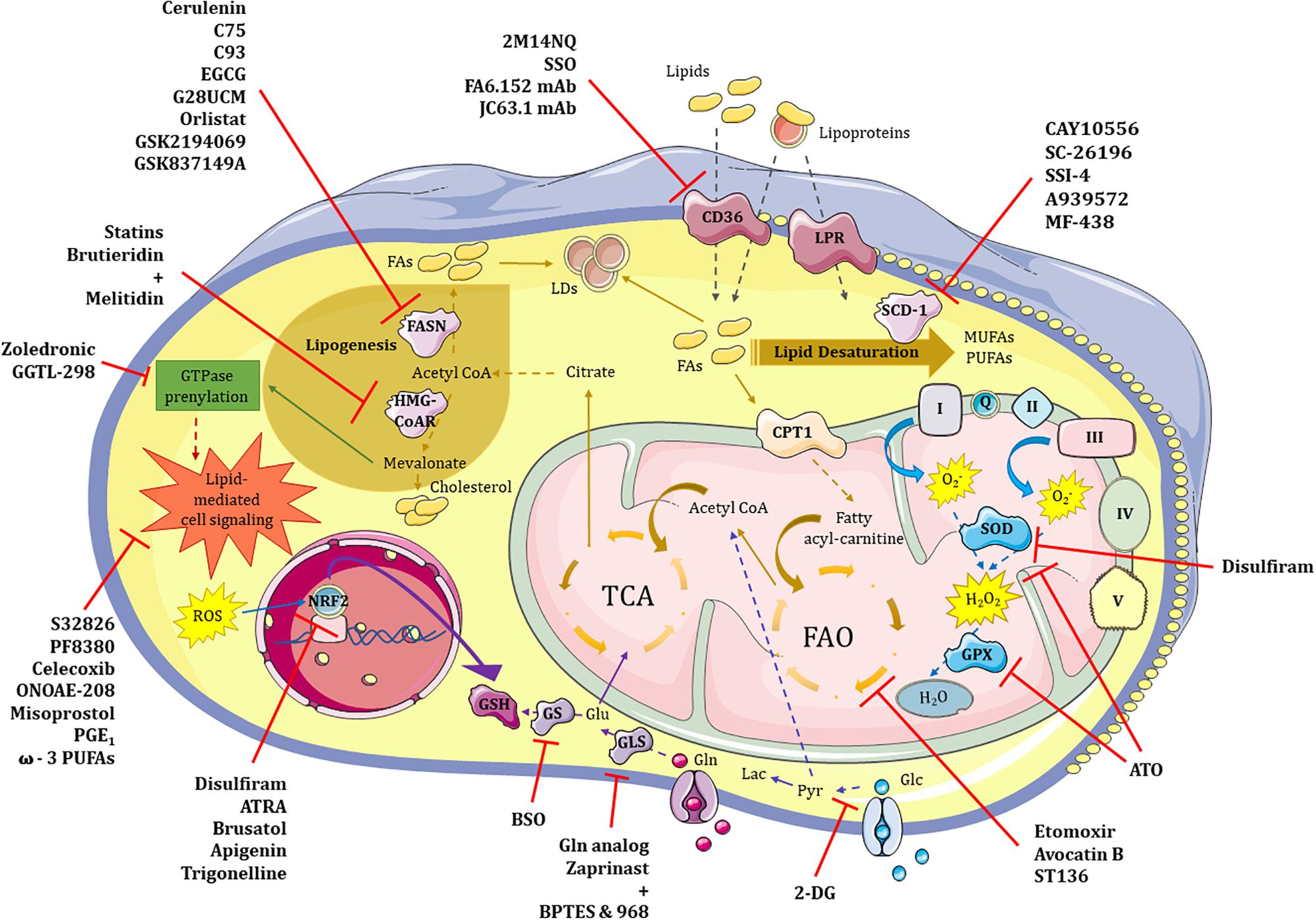 Резистентность клетки. Lipid metabolism in Cell. Metabolic Pathways in the Liver Cell. Silica metabolism. Restores metabolism..