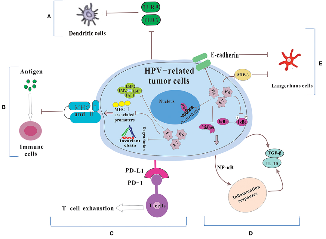 hpv és p16