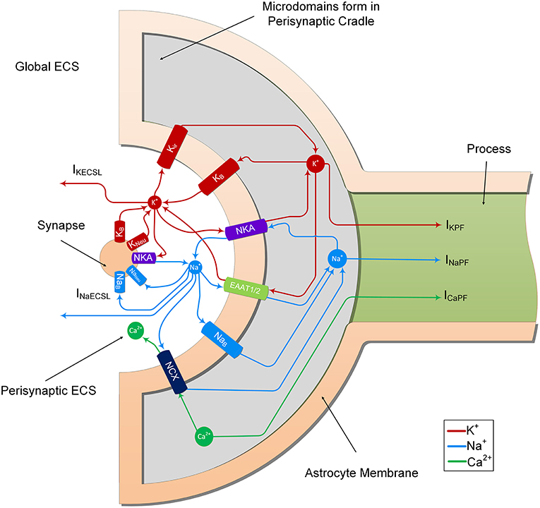 Frontiers Calcium Microdomain Formation At The Perisynaptic Cradle Due To Ncx Reversal A Computational Study Cellular Neuroscience