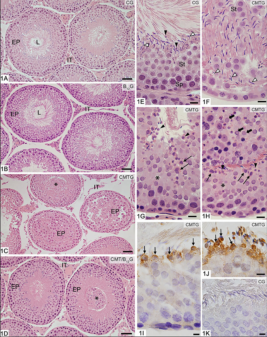 Frontiers | Vitamin B12 Prevents Cimetidine-Induced Androgenic Failure ...