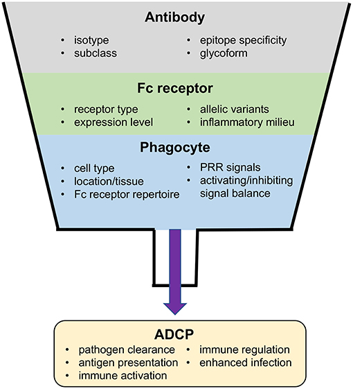 Fc receptor (FcR)-mediated signaling for phagocytosis. Engagement