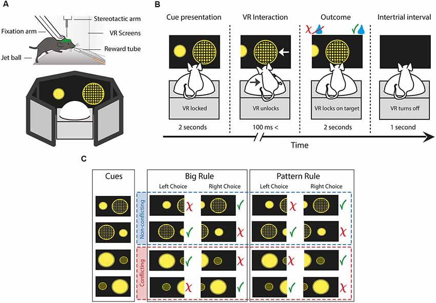 Frontiers  Decision Making as a Learned Skill in Mice and Humans