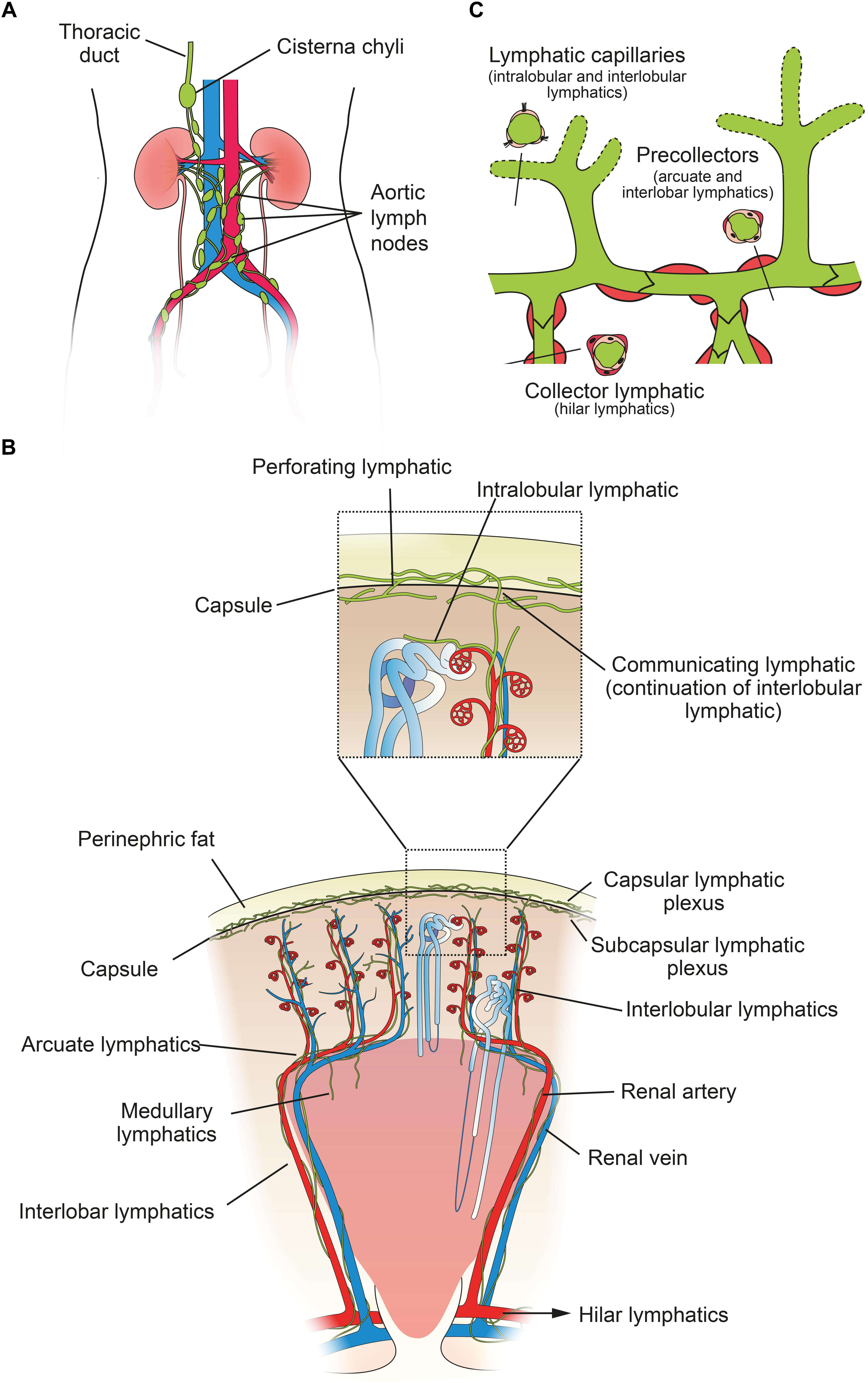 Frontiers Renal Lymphatics Anatomy Physiology And Clinical