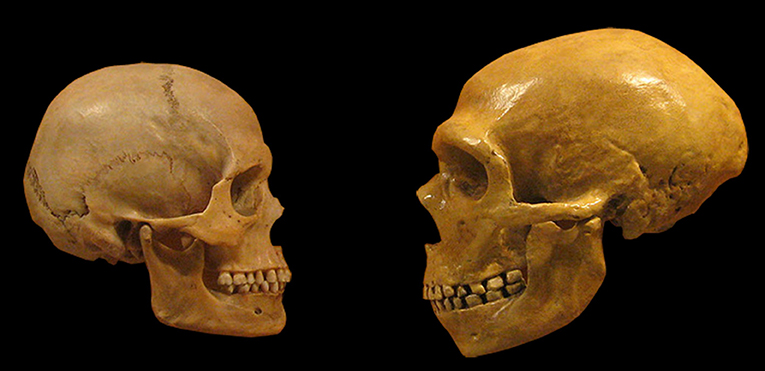 Figure 1 - Comparison between Neanderthal (right) and modern human (left) skulls.