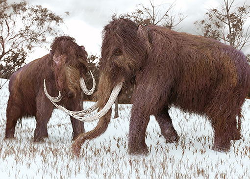 Figure 2 - The wooly mammoth was a relative of the Asian elephant.