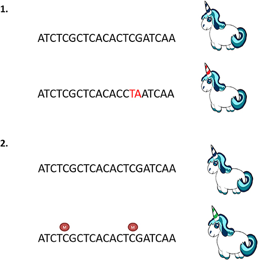 Figure 3 - The effects of genetic and epigenetic changes.
