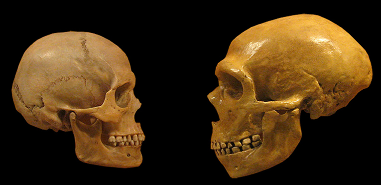 איור 1 - השוואה של גולגולת ניאנדרטלית (מימין) לאדם מודרני (משמאל).