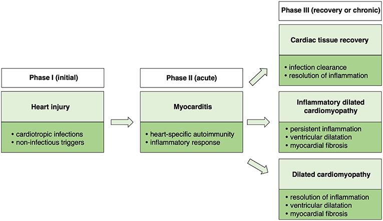 Meaning myocarditis Myocarditis: Causes,