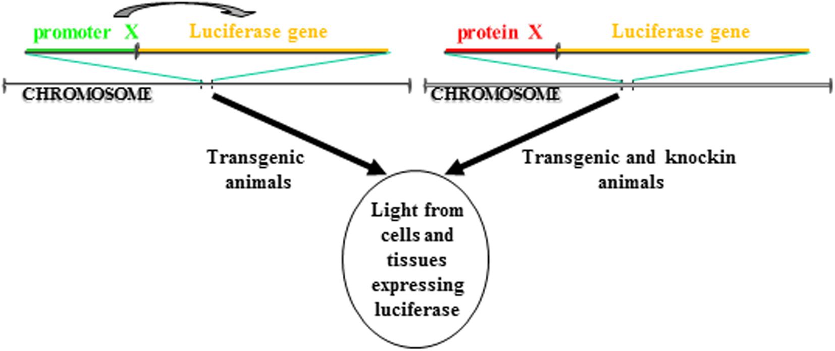 Frontiers | Transgenic Animal Models to Visualize Cancer-Related Cellular Processes by Bioluminescence Imaging Frontiers | Transgenic Animal Models to Visualize Cancer-Related Cellular Processes by Bioluminescence Imaging