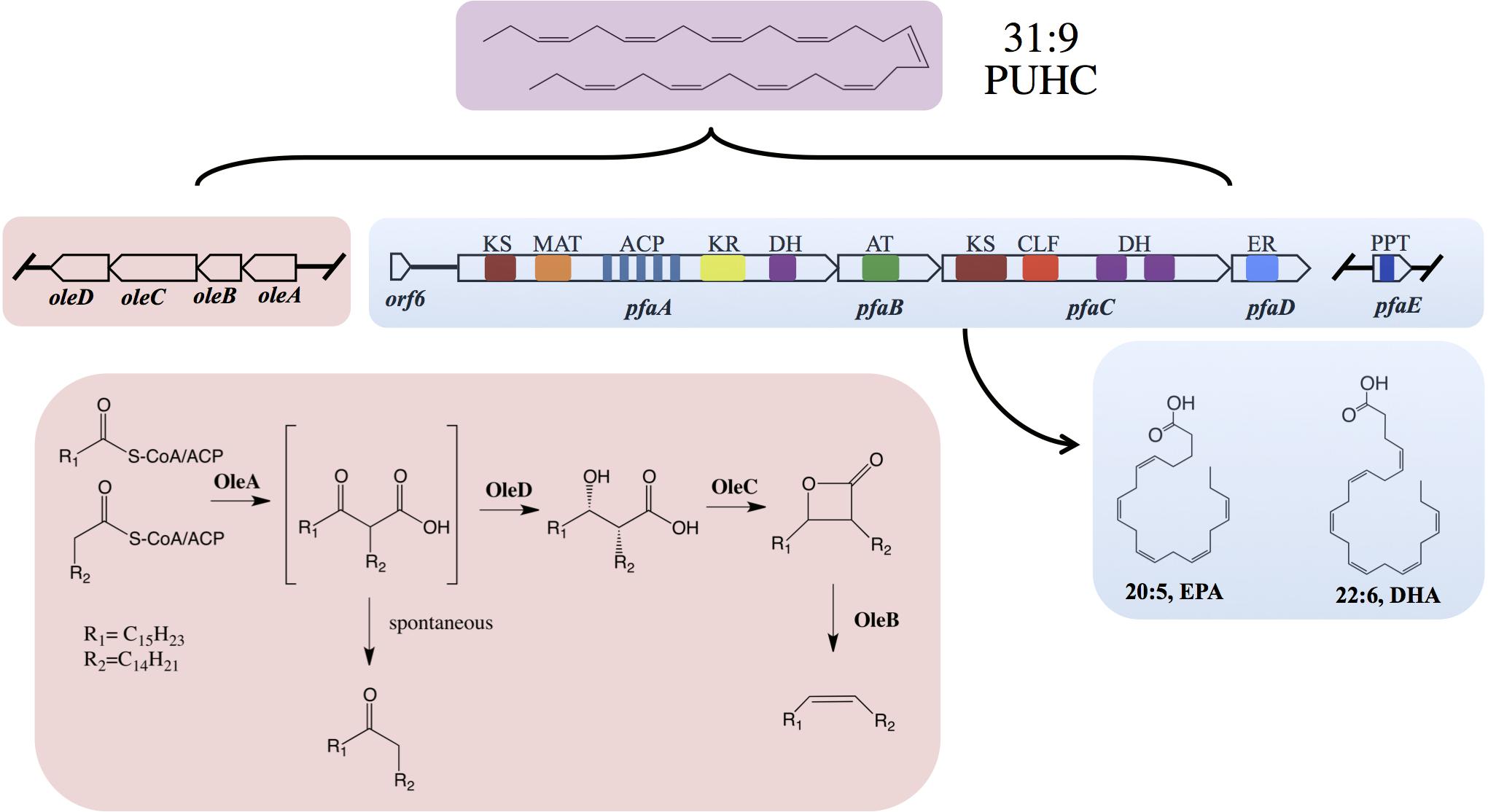 EP2166089A2 - Method for production of polyunsaturated fatty acids