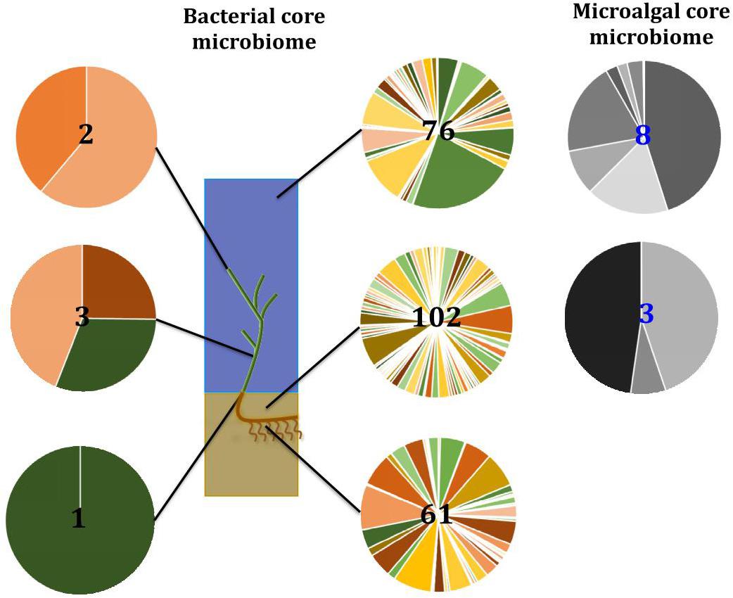 Frontiers  Rhodobacteraceae dominate the core microbiome of the