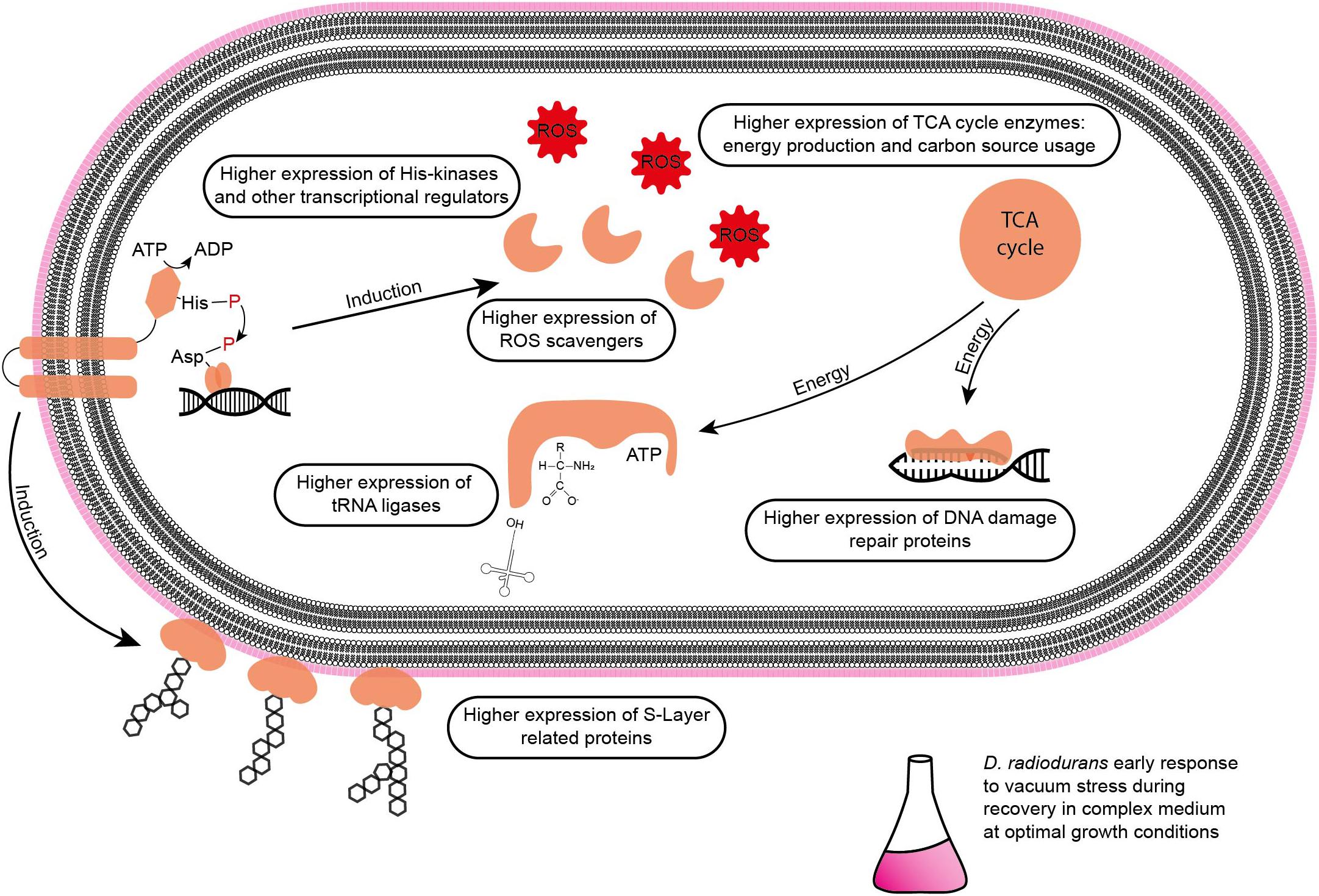 Deinococcus radiodurans