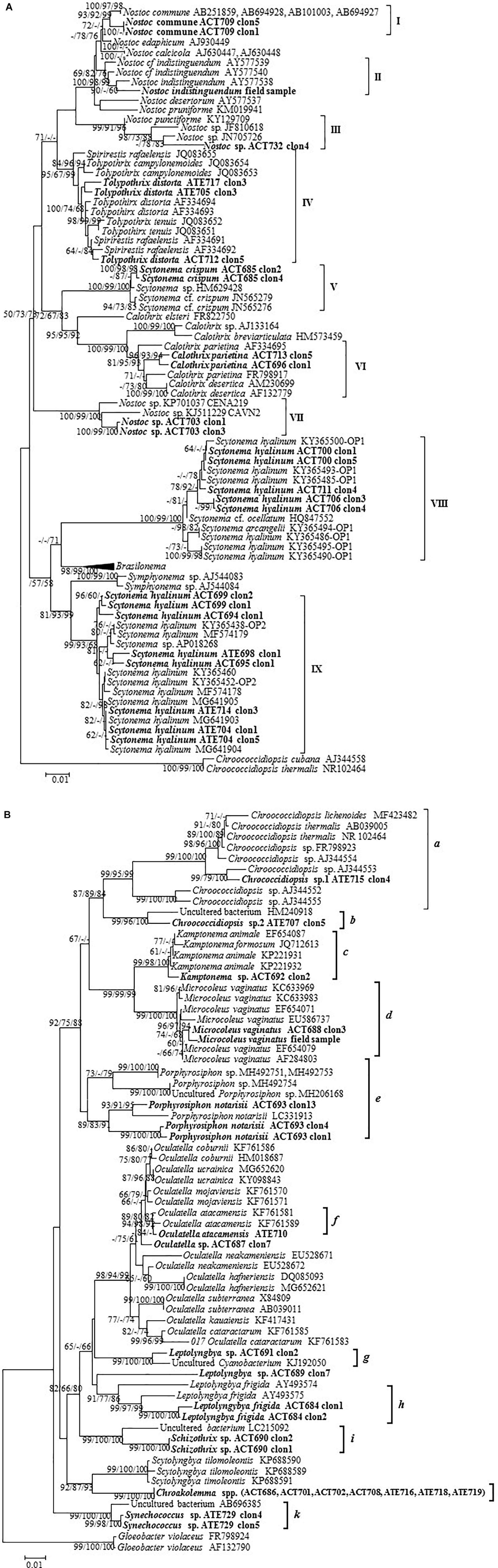 Cyanobacteria Classification Chart