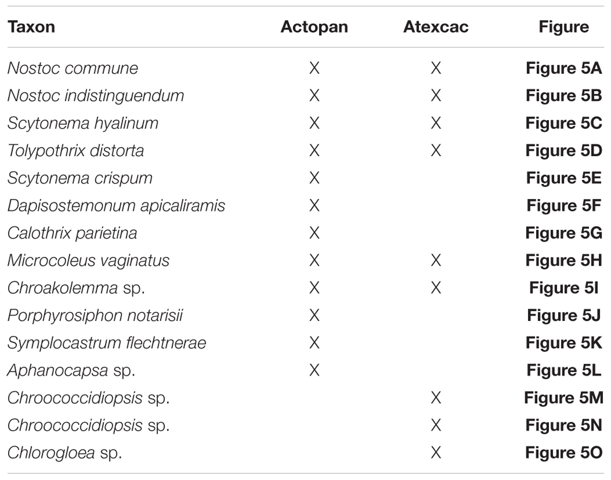 Cyanobacteria Classification Chart