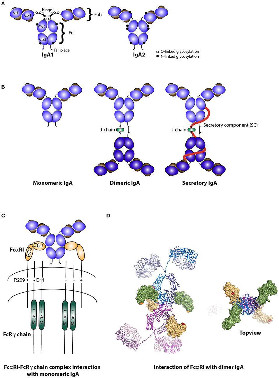 Competition between Serum IgG, IgM, and IgA Anti-Glycan Antibodies