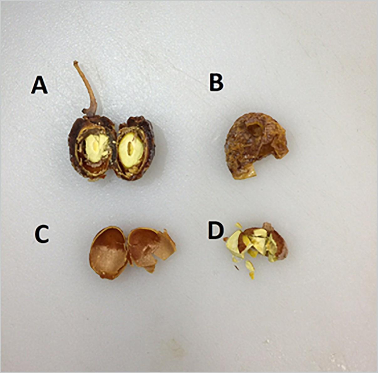 SERNEC - Ginkgo biloba