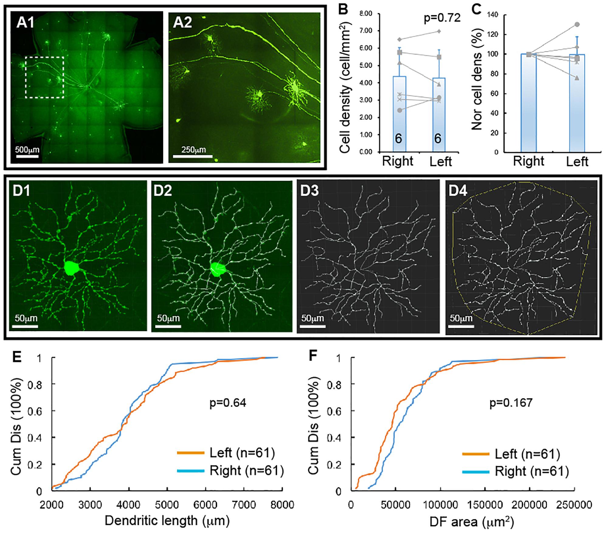 Frontiers  Intrinsically Photosensitive Retinal Ganglion Cells of the  Human Retina