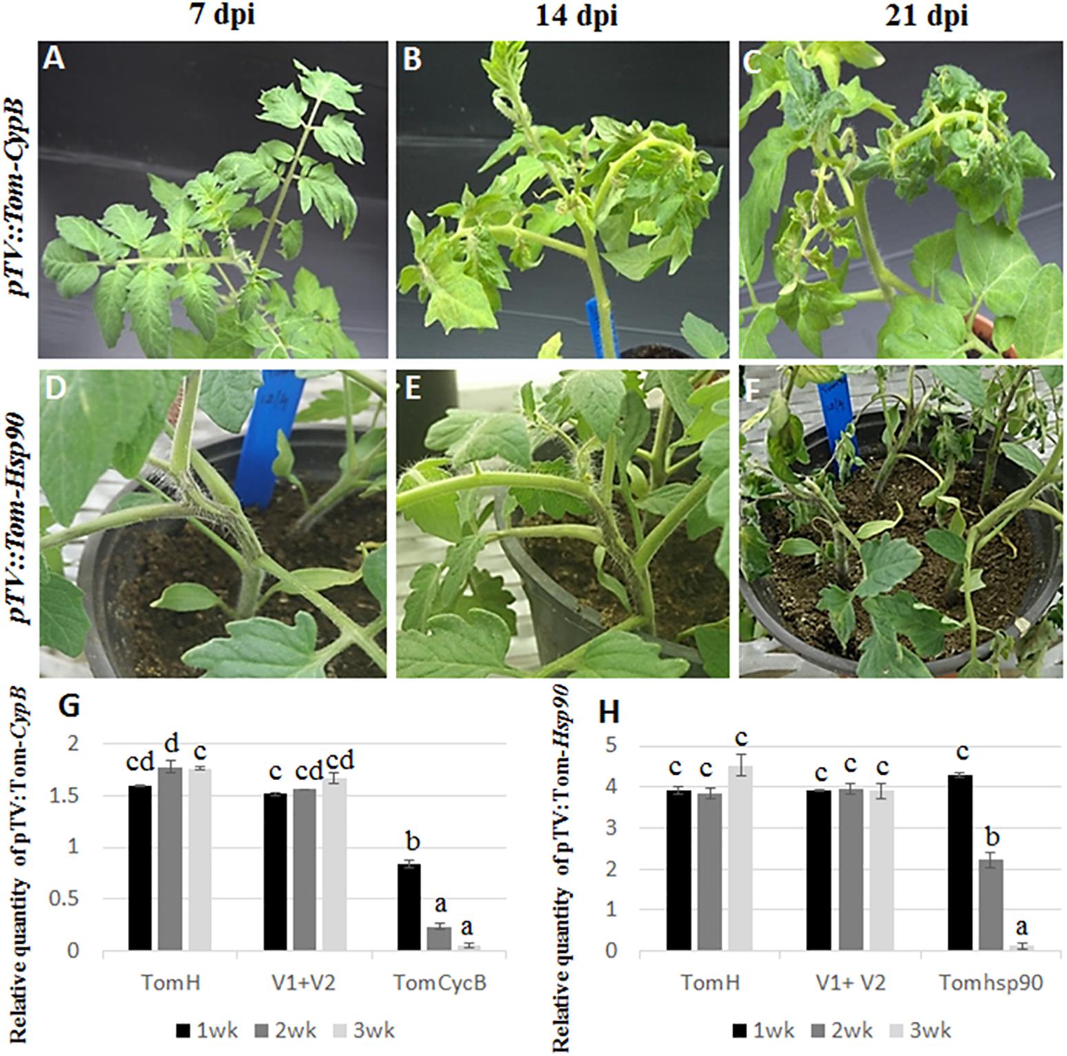 Privilege insecticide controls the whitefly!