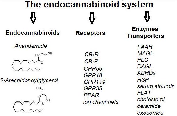 Frontiers The Endocannabinoid System As A Target In Cancer Diseases Are We There Yet Pharmacology