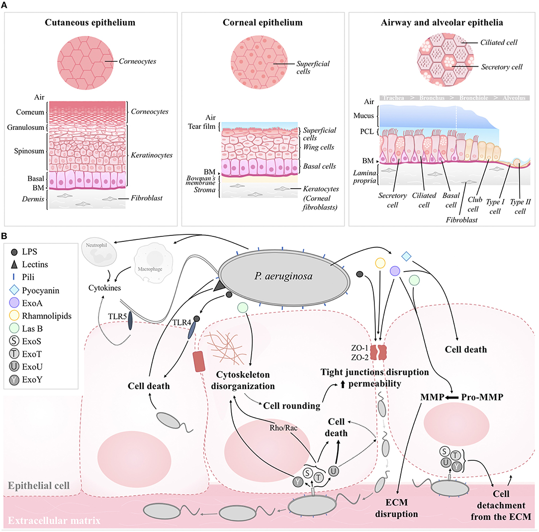 Interaction of Staphylococcus aureus and Host Cells upon Infection of  Bronchial Epithelium during Different Stages of Regeneration