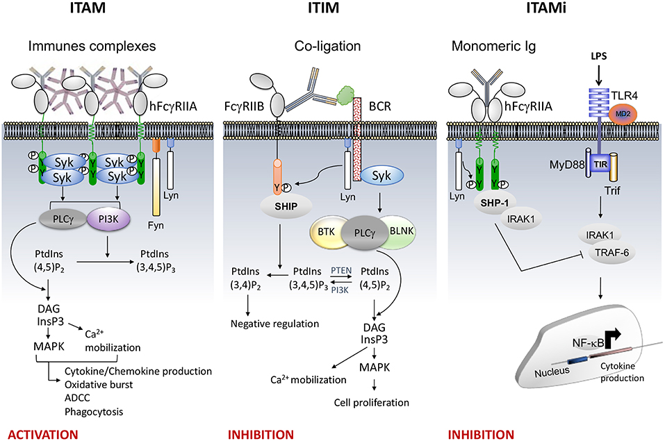 Fc receptor (FcR)-mediated signaling for phagocytosis. Engagement