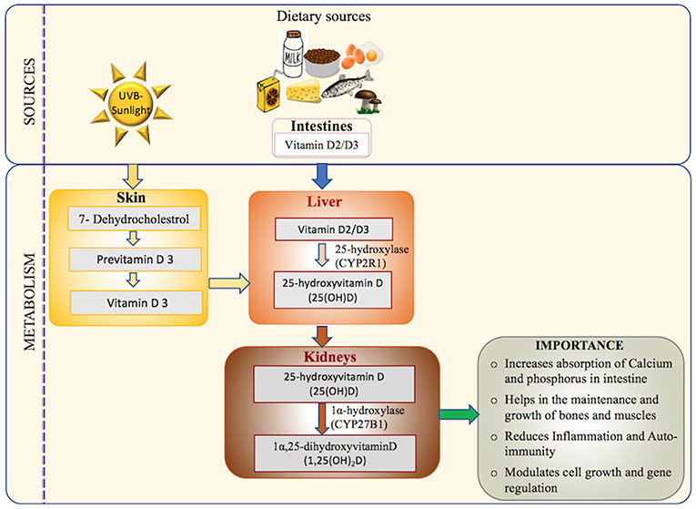 Frontiers | Vitamin D Deficiency in the Gulf Cooperation Council: Exploring the Triad Genetic Predisposition, the Gut and the Immune System | Immunology