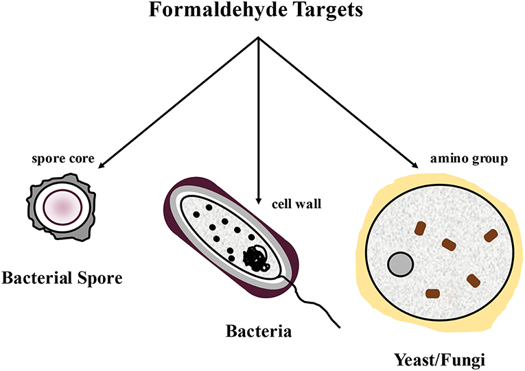 С помощью спор бактерии. Bacterial Spores. Spores of bacteria. Спора бактерии. Спора бактерии картинка.