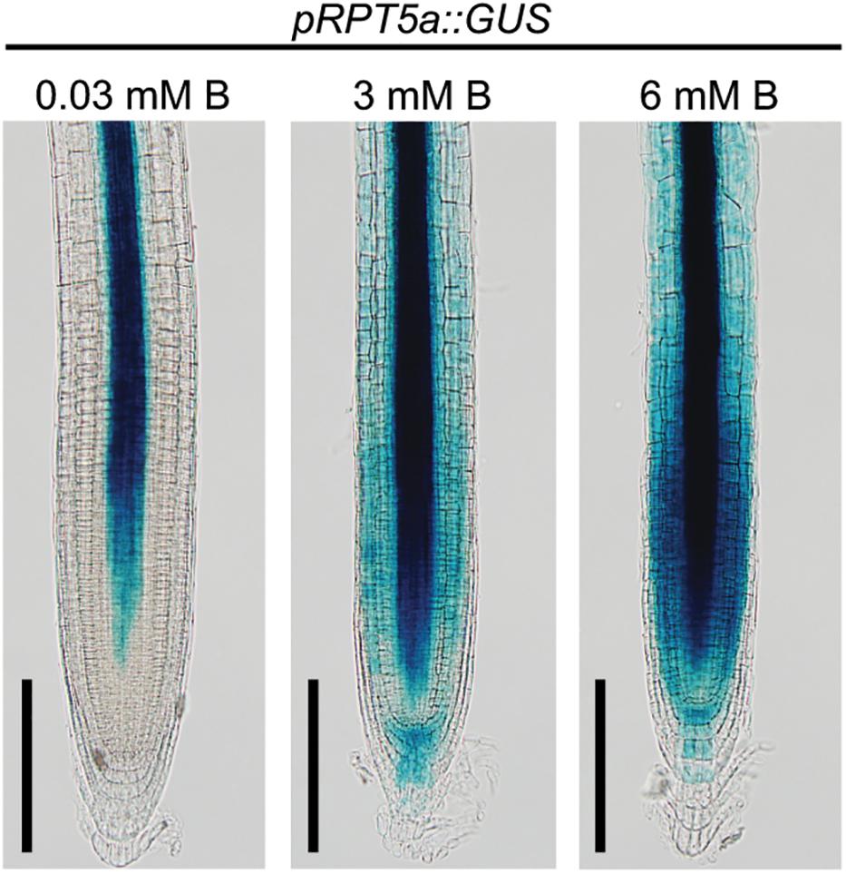 Representative images of a (A) 3-mm and (B) 6-mm apical plug and