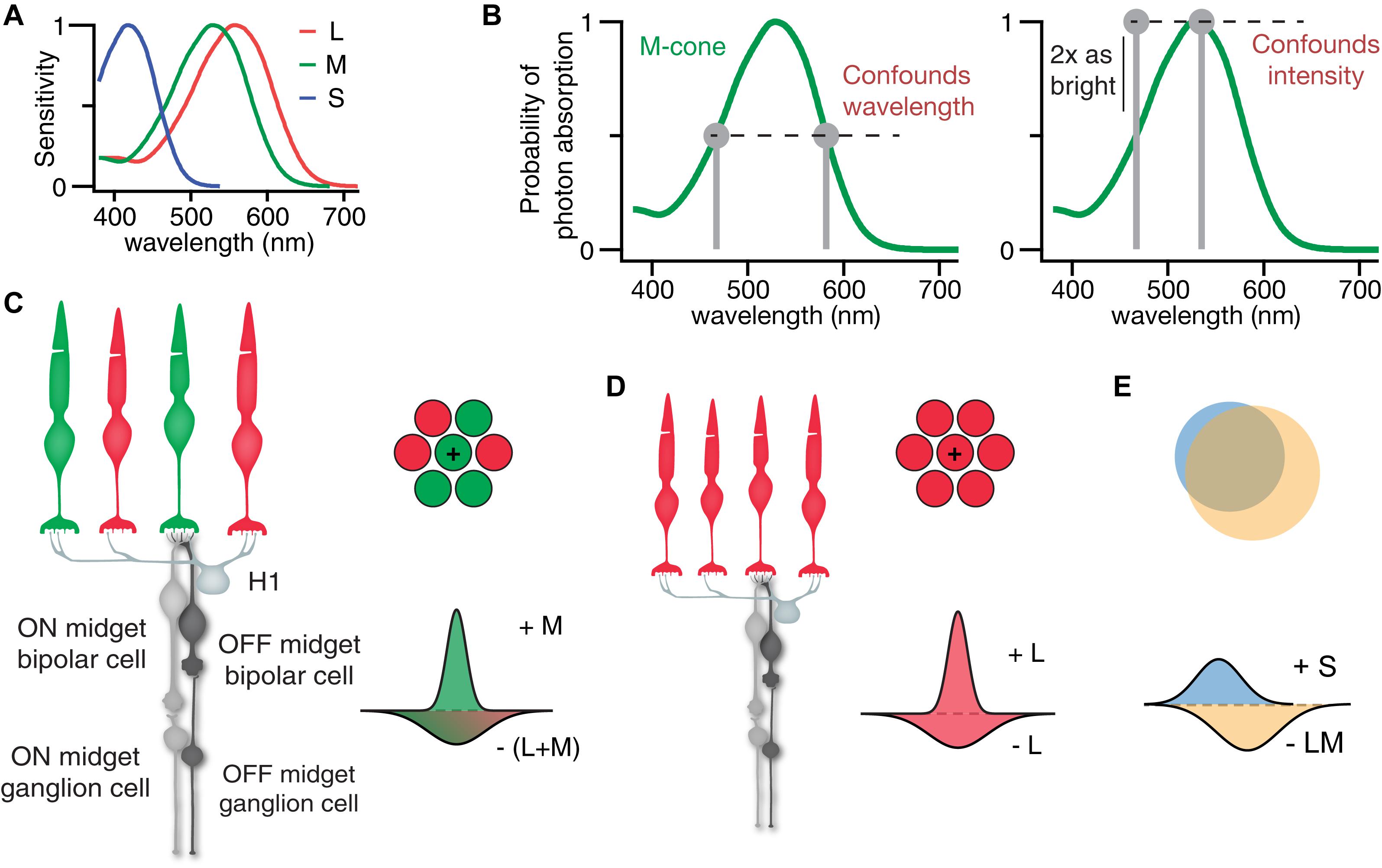 Frontiers  Intrinsically Photosensitive Retinal Ganglion Cells of the  Human Retina