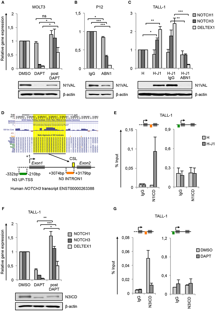 Frontiers Histone Modifications Drive Aberrant Notch3 Expression Activity And Growth In T All Oncology