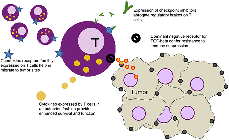 Frontiers | Beyond CAR T Cells: Other Cell-Based Immunotherapeutic