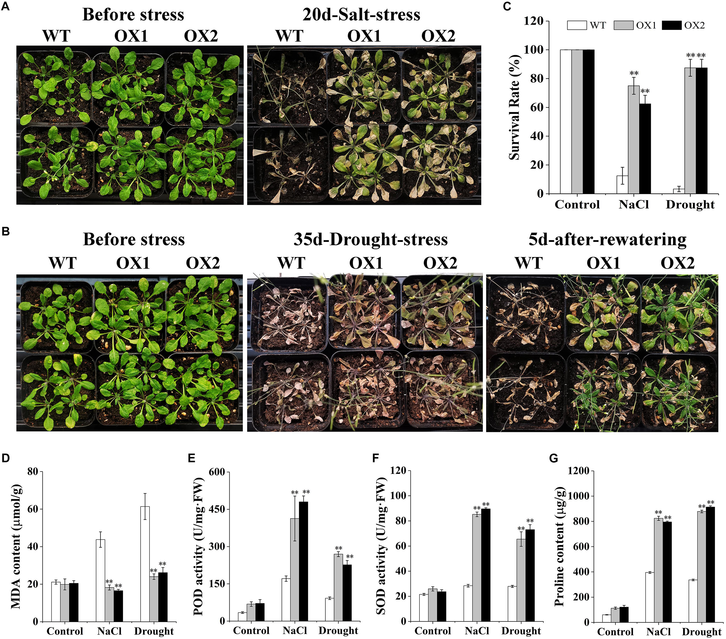 Frontiers Oonac A Nac Type Oxytropis Ochrocephala Transcription