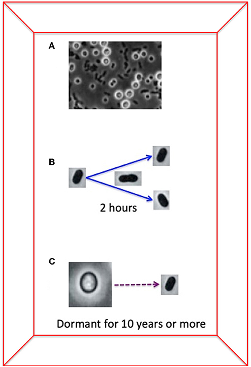 איור 2 - לחיידק הכימרי Azotobacter vinelandii יש שתי צורות של התרבות: התרבות באמצעות חלוקה תאית אורכת שעתיים, בעוד שמבנים רדומים, דמויי-זרע, יכולים לחיות ללא התרבות במשך יותר מ-10 שנים.