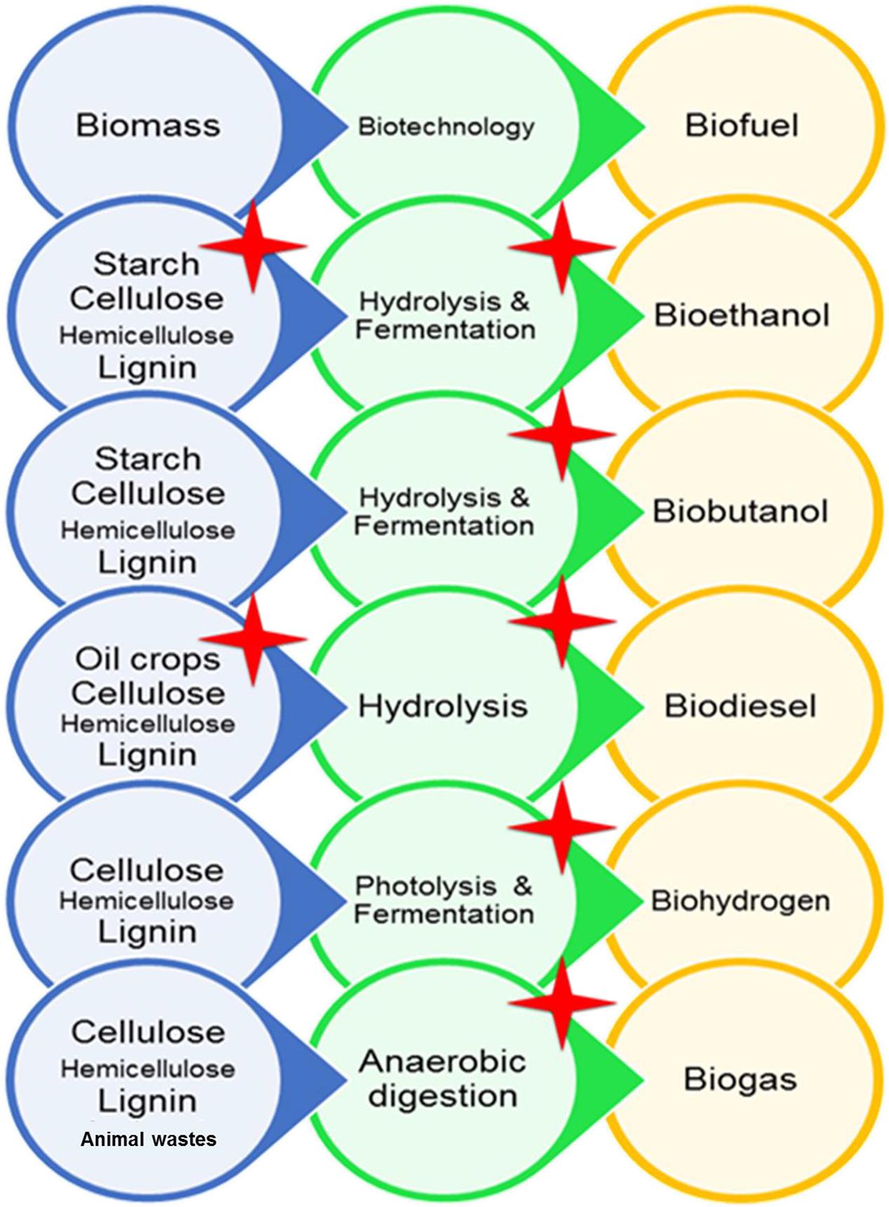 Bioethanol vs Biodiesel