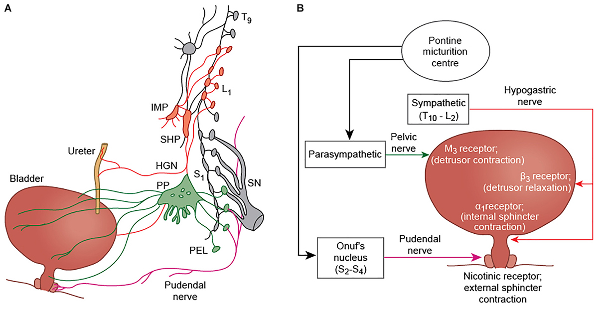 The structures of the MSA block, post-activation and pre-activation.