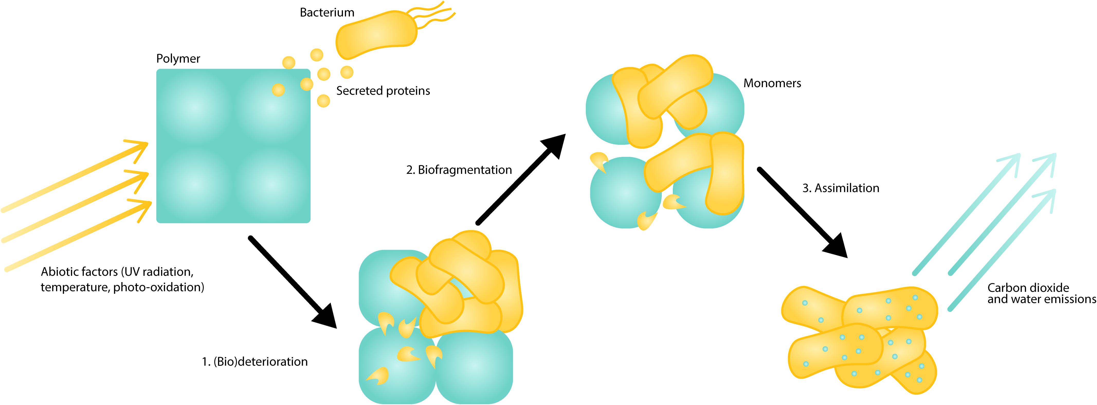 Bioengineering, Free Full-Text