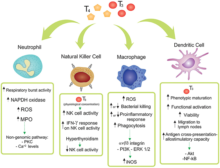 Frontiers Thyroid Hormone Action On Innate Immunity Endocrinology