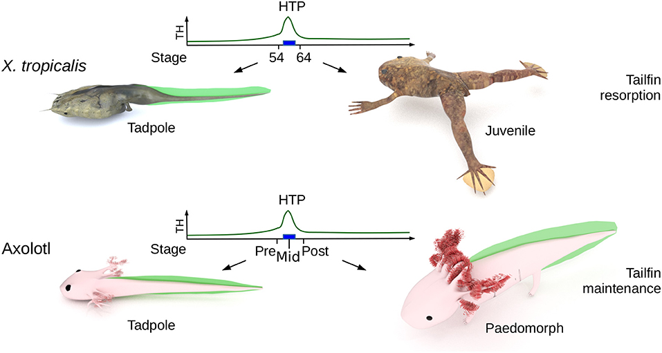 Axolotl Lifespan: How Long Do Axolotls Live For - Axolotl Development and Lifecycle