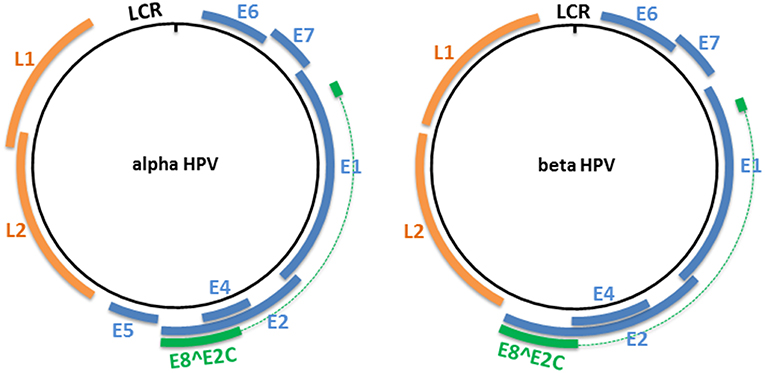 papillomavirus non oncogene