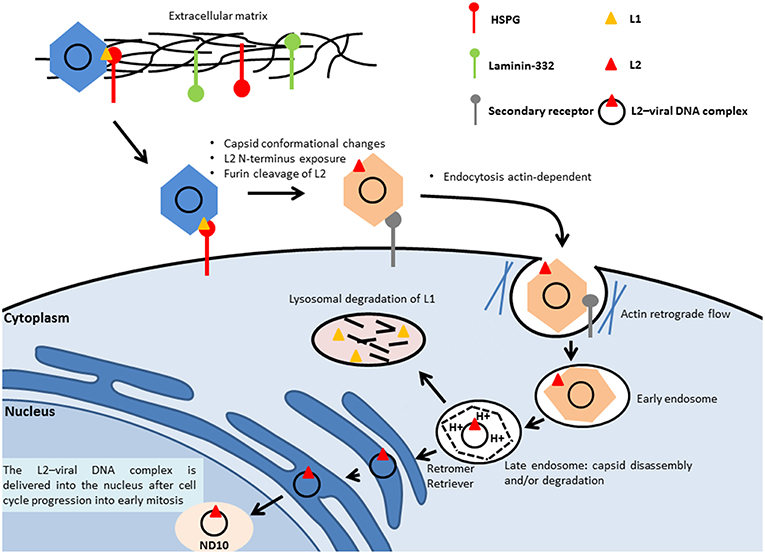 evolution hpv virus cancer)