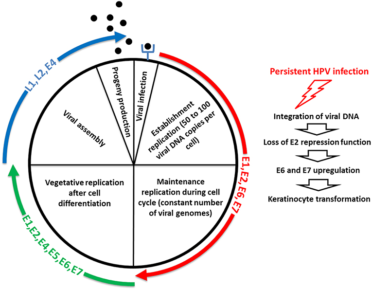 Frontiers Mucosal And Cutaneous Human Papillomavirus Infections And