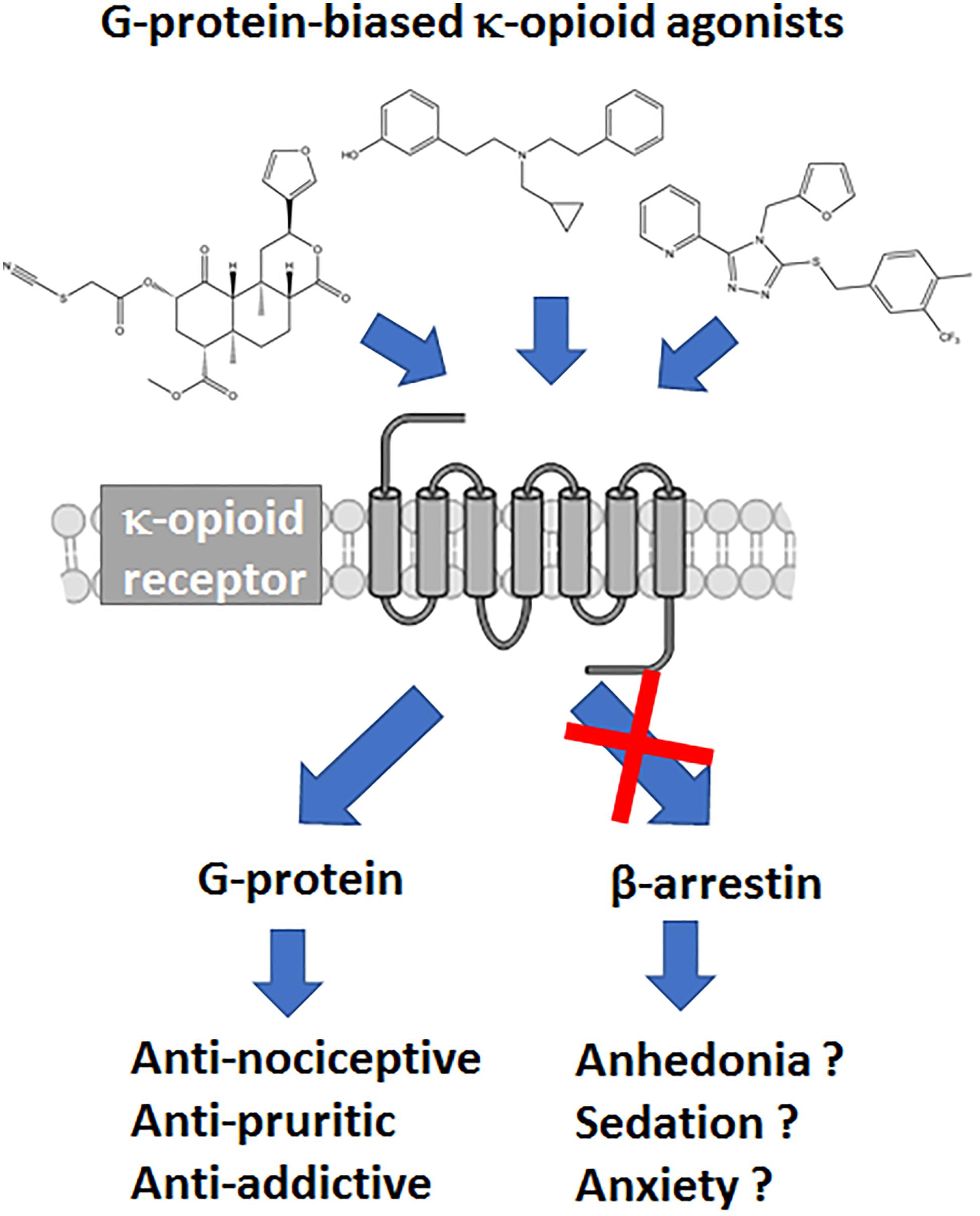 rust Onbekwaamheid Geniet Frontiers | A Review of the Therapeutic Potential of Recently Developed G  Protein-Biased Kappa Agonists