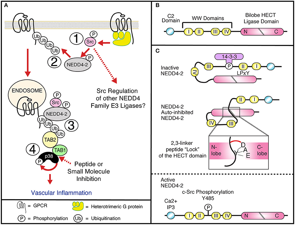 lock and key activation gpcr